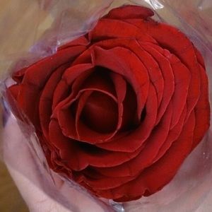 Meet your Posher, Kenny